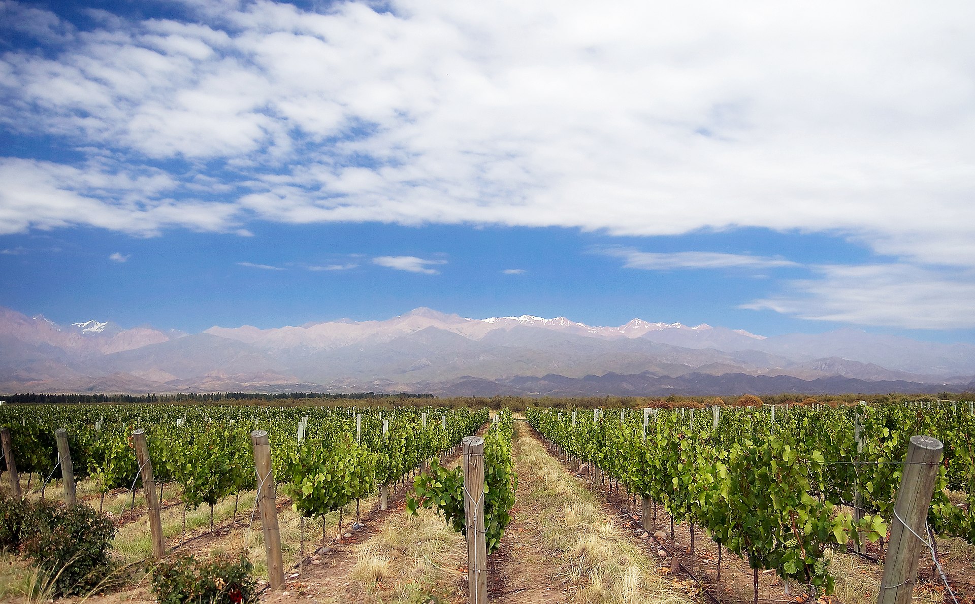 Mendoza vineyard beneath the Andes