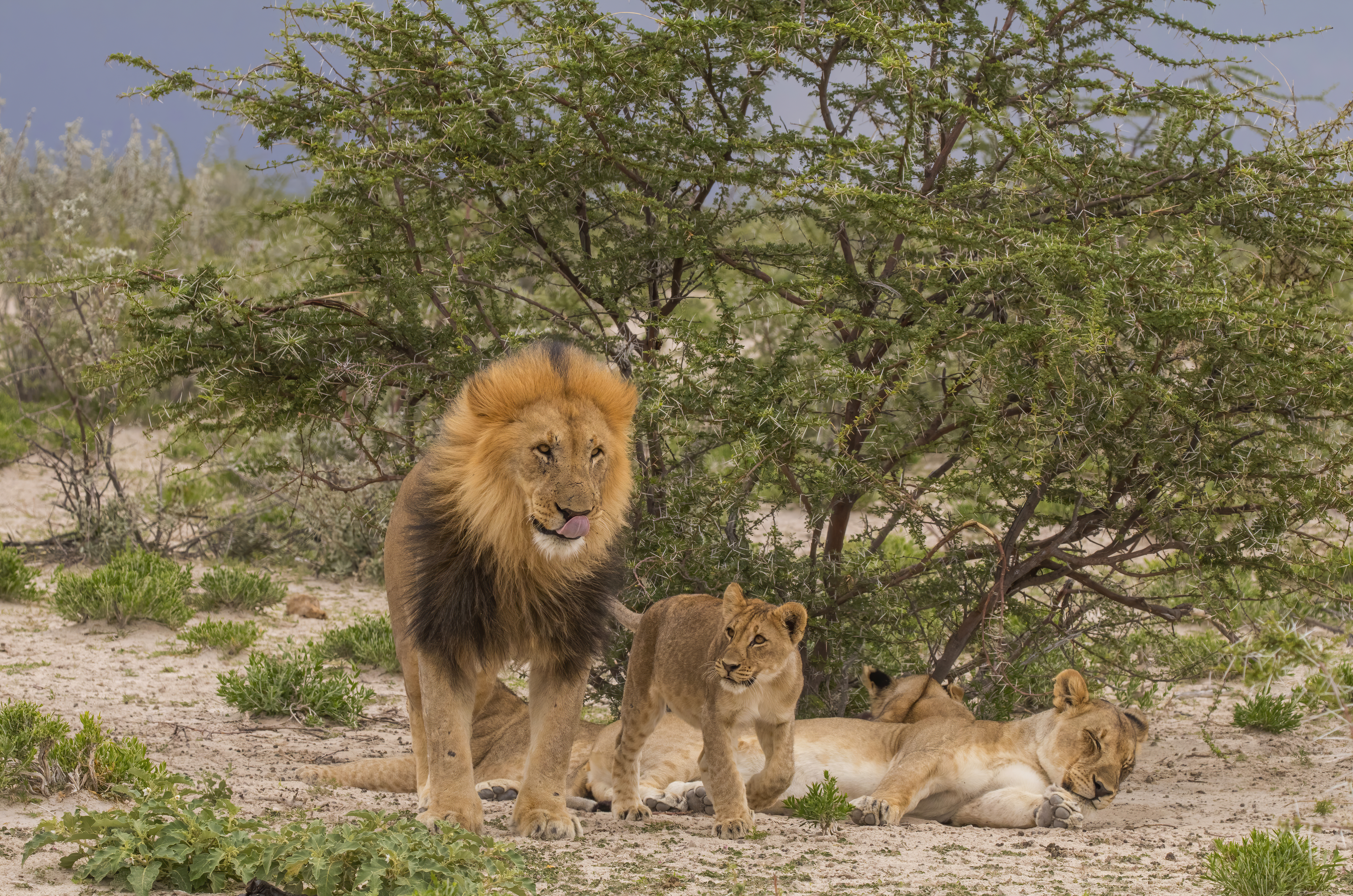 Safari landscape in Etosha National Park