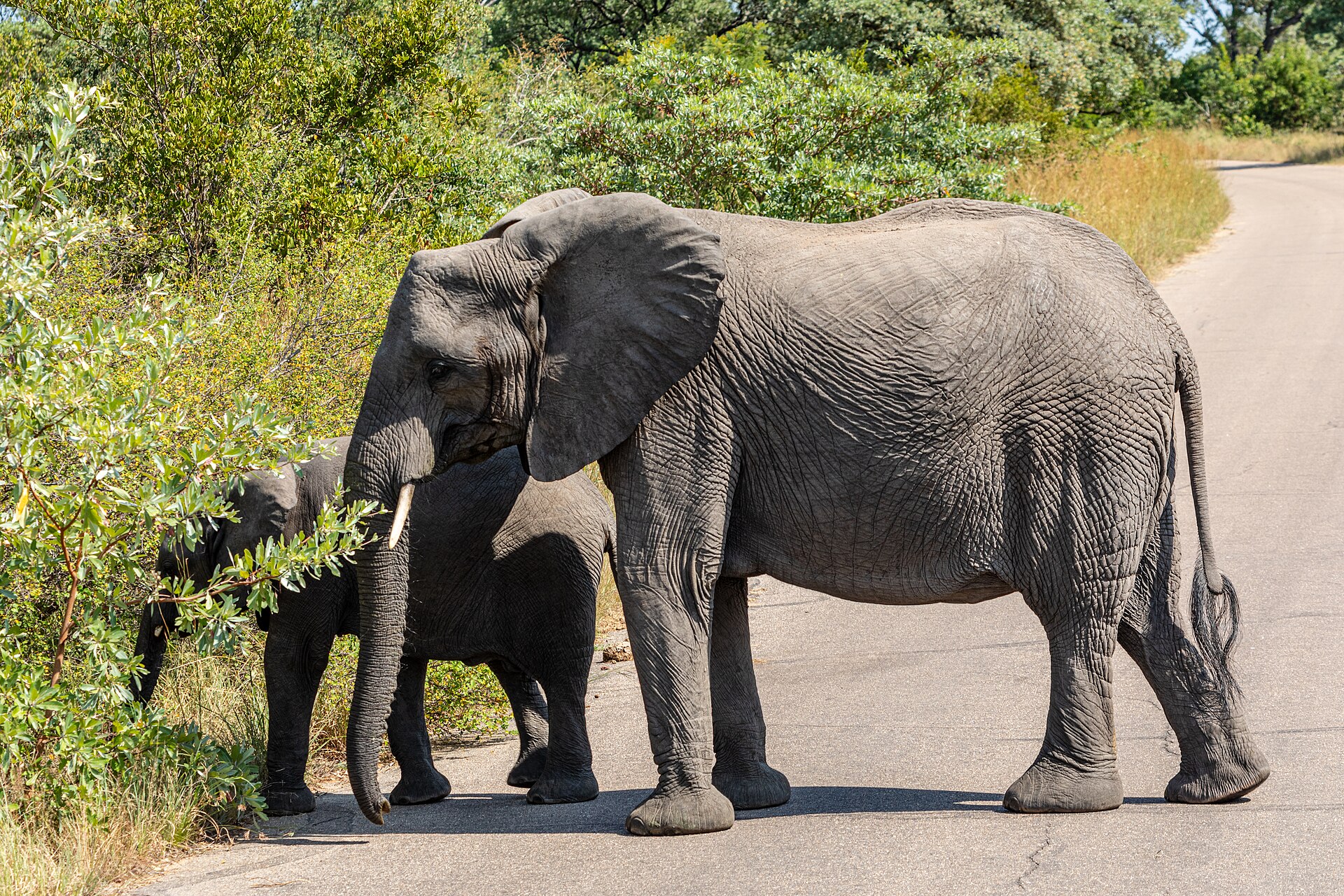 Elephants in Kruger National Park