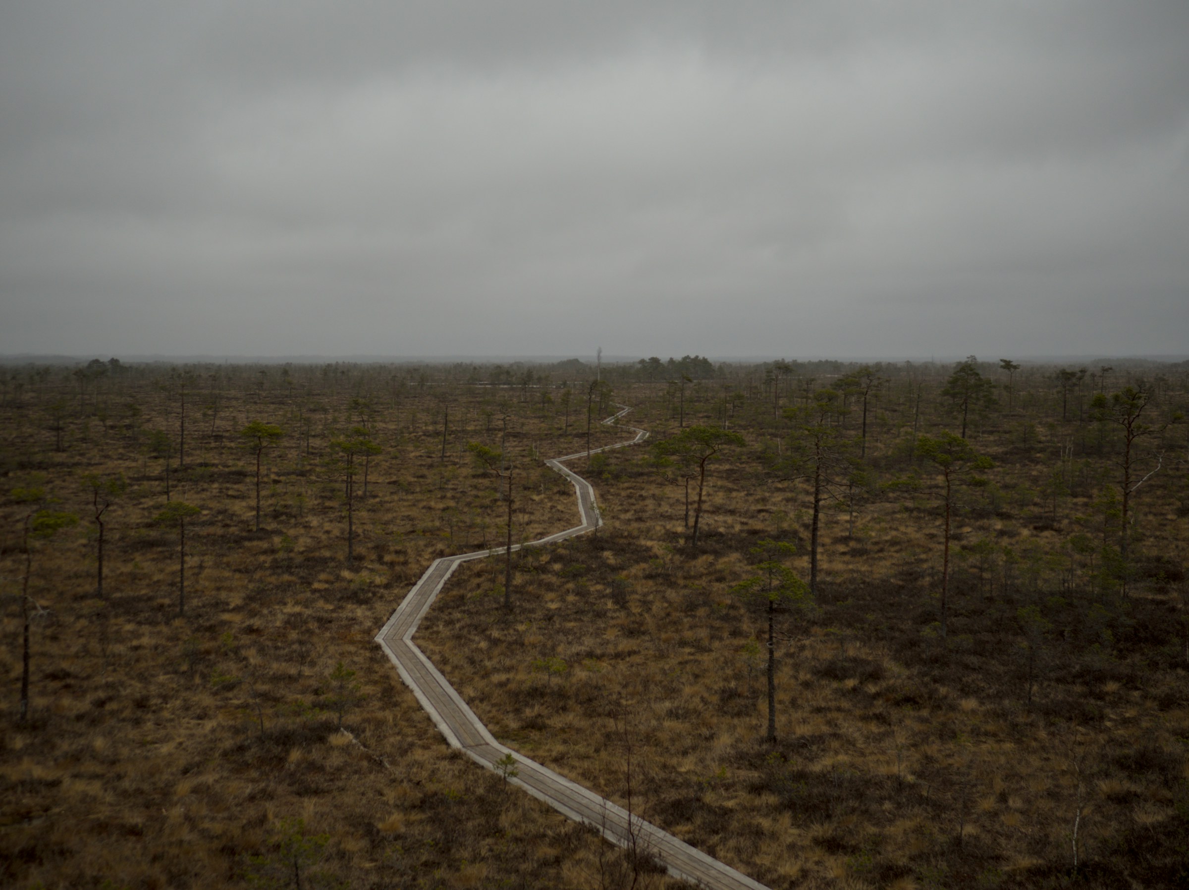 Soomaa bog landscape with a boardwalk