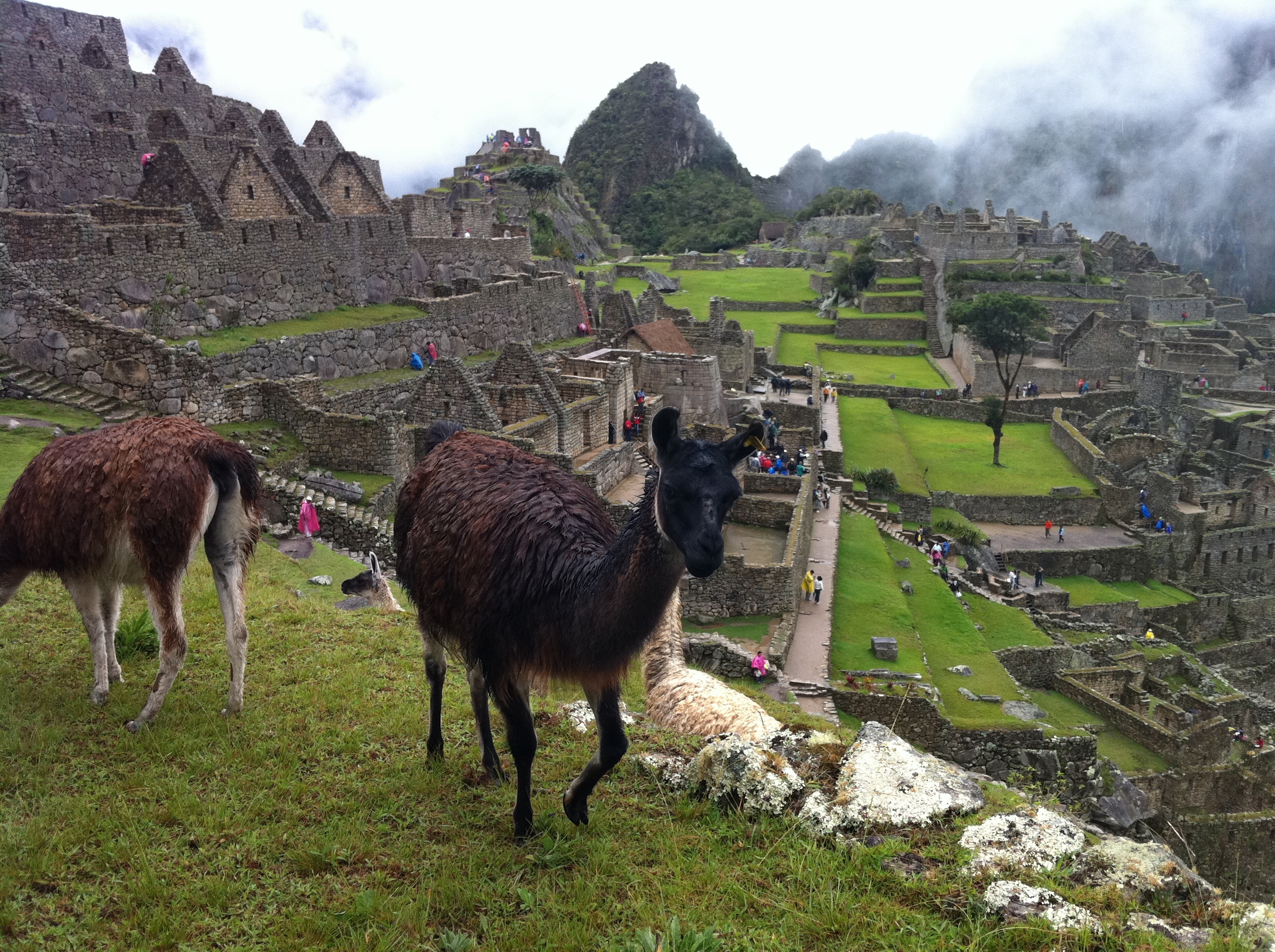 Llamas grazing above the green terraces and stone buildings of Machu Picchu