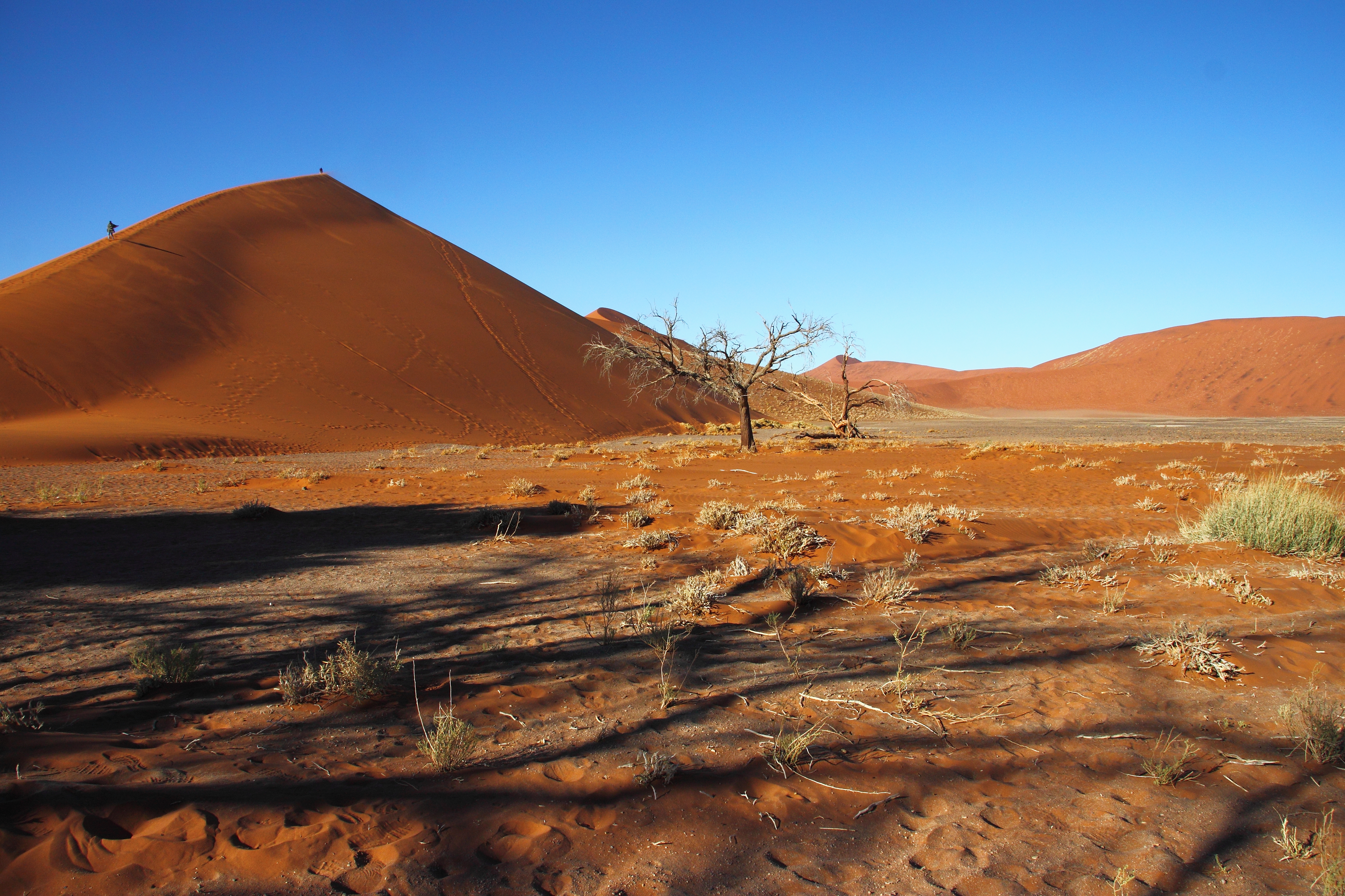 Orange dunes and black camel-thorn trees at Sossusvlei